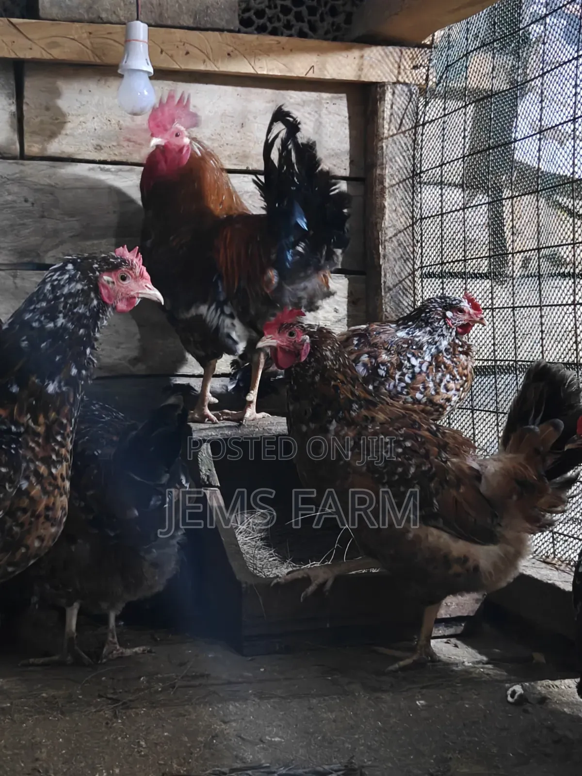 3 Day Old Boschvelders Chicks