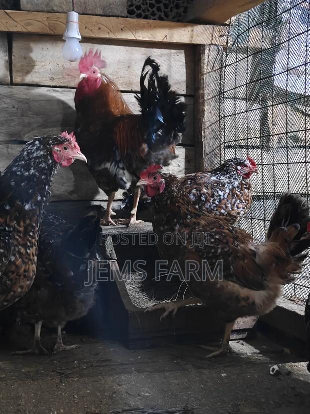 3 Day Old Boschvelders Chicks - thumbnail 5