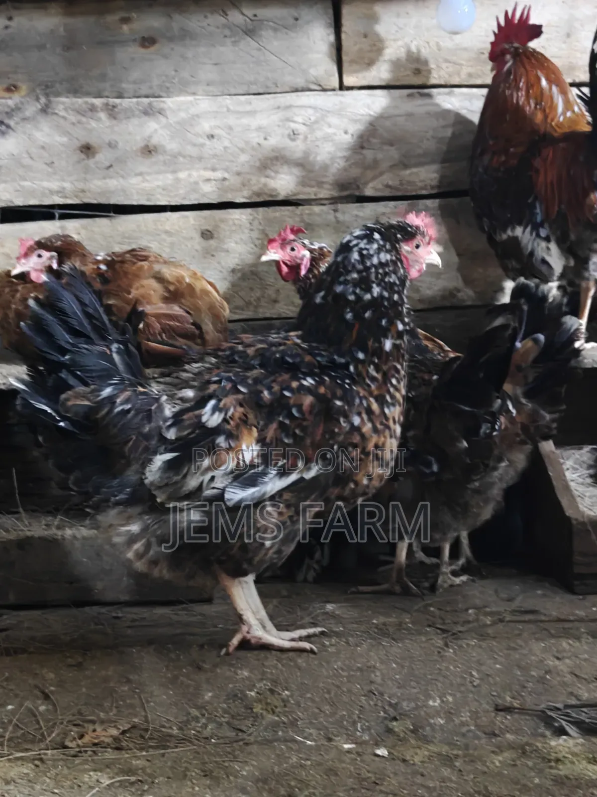 3 Day Old Boschvelders Chicks