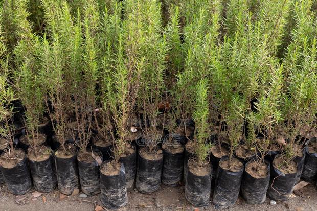 Rosemary Seedlings - thumbnail 2