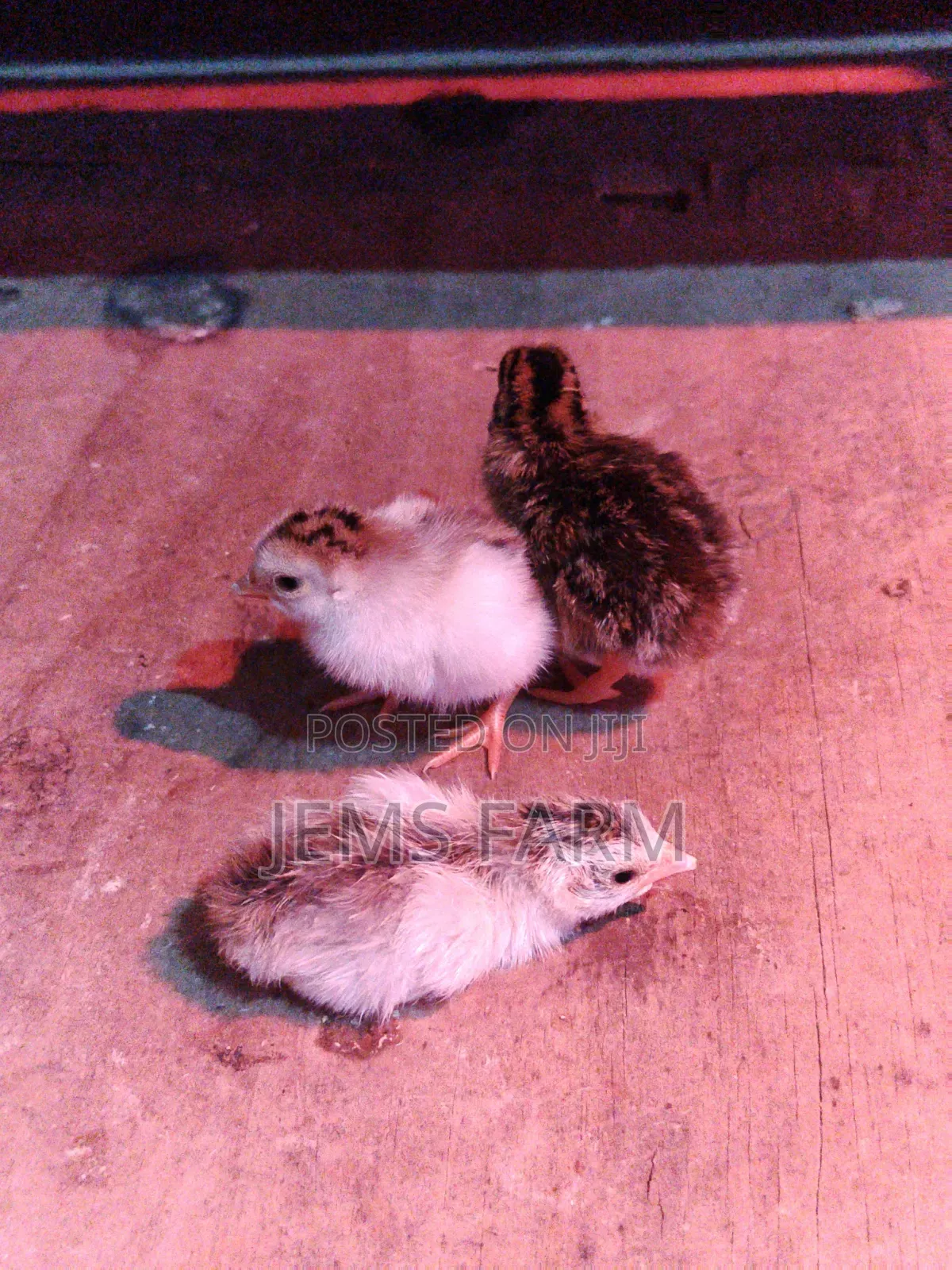 3 Day Old Guinea Fowl Keets