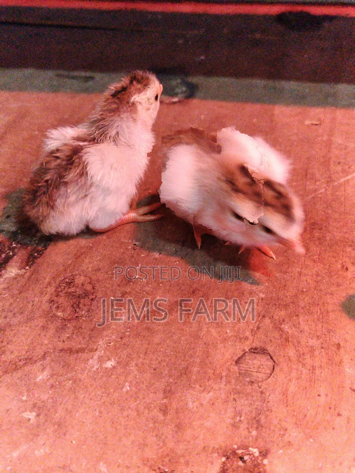 3 Day Old Guinea Fowl Keets