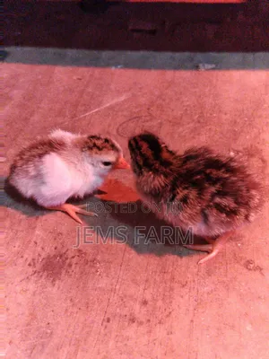 3 Day Old Guinea Fowl Keets