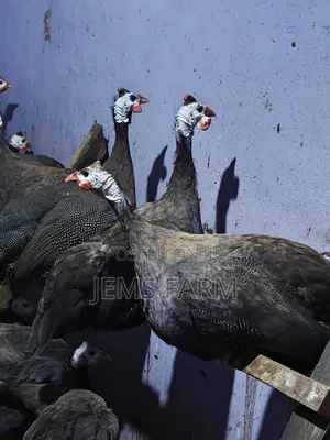 3 Day Old Guinea Fowl Keets