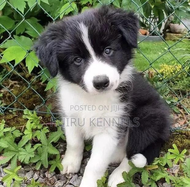 1-3 months Male Purebred Japanese Spitz