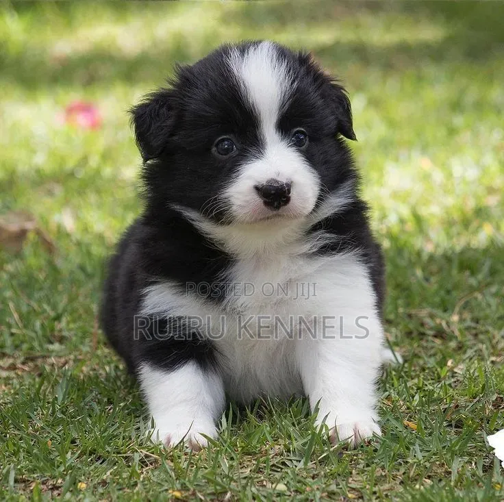1-3 months Male Purebred Japanese Spitz