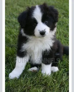 1-3 months Male Purebred Japanese Spitz