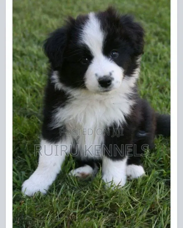 1-3 months Male Purebred Japanese Spitz