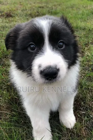 1-3 months Male Purebred Japanese Spitz