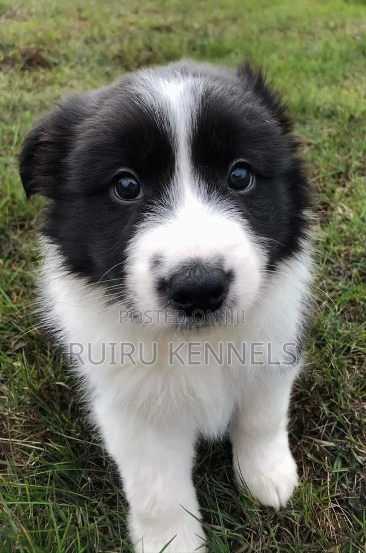 1-3 months Male Purebred Japanese Spitz