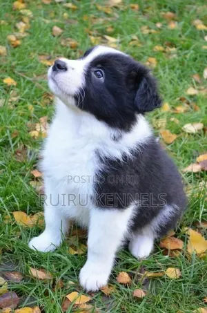 1-3 months Male Purebred Japanese Spitz