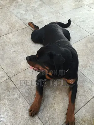 6-12 months Male Purebred Rottweiler
