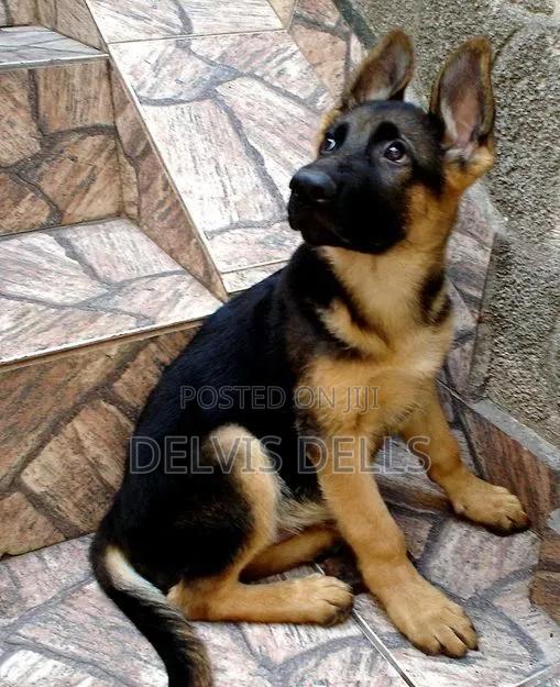 3-6 months Male Purebred German Shepherd