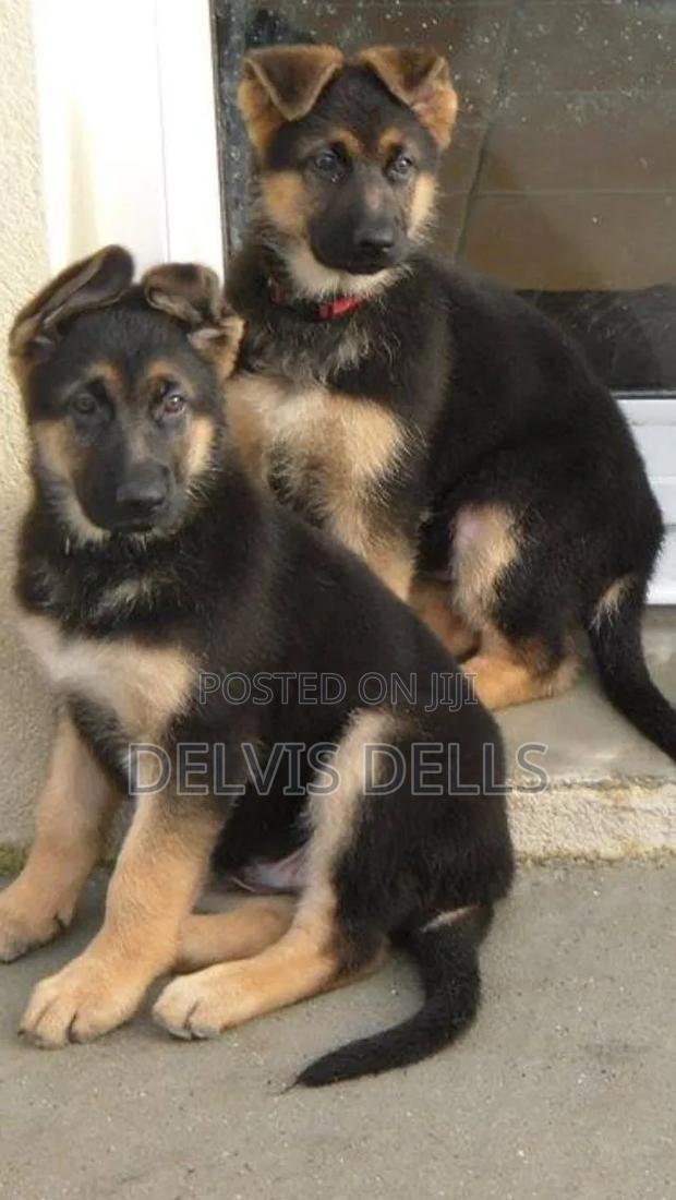 3-6 months Male Purebred German Shepherd - thumbnail 2