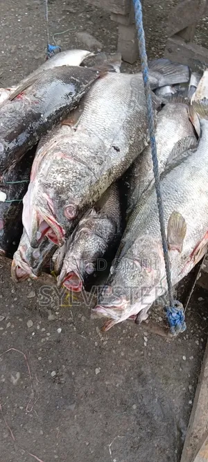 K .W.S Fish Suppliers