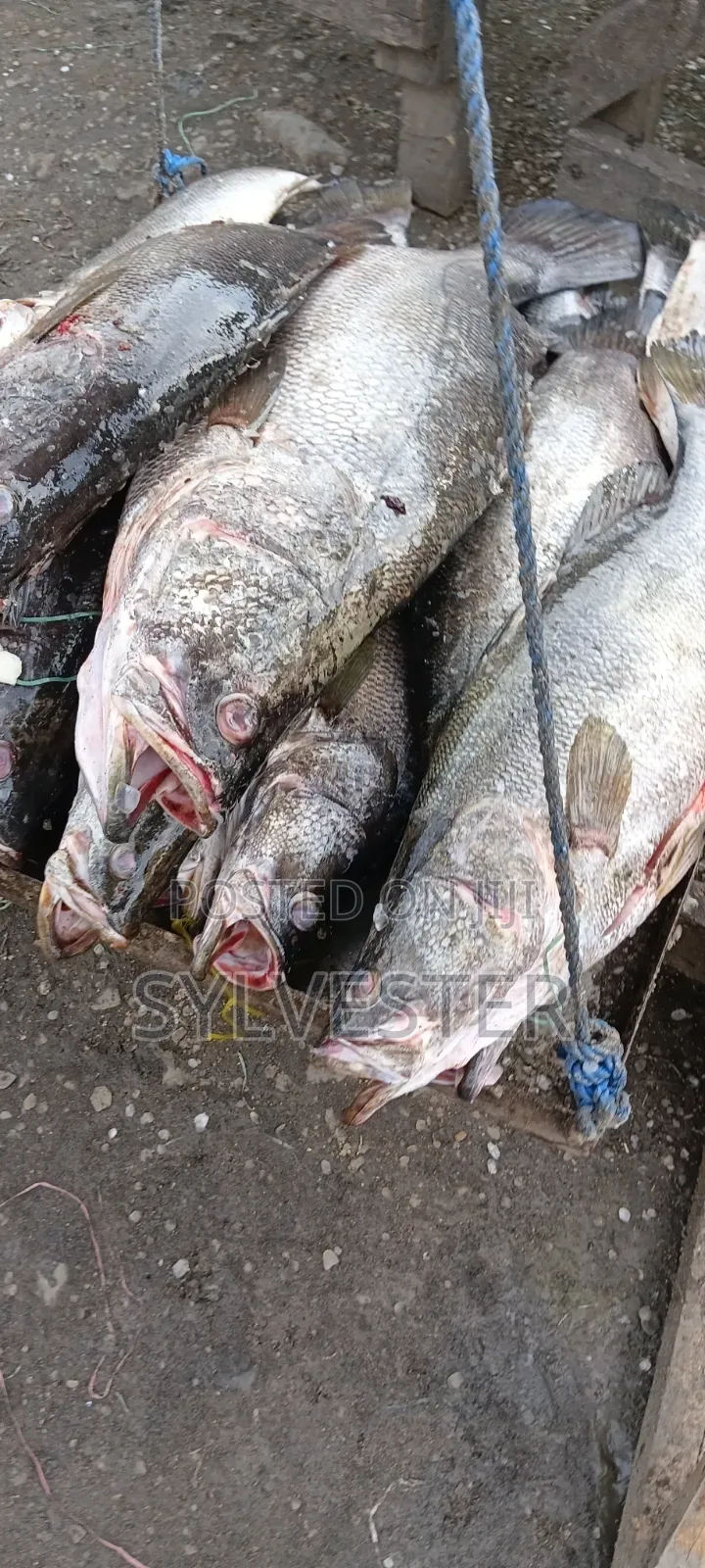 K .W.S Fish Suppliers