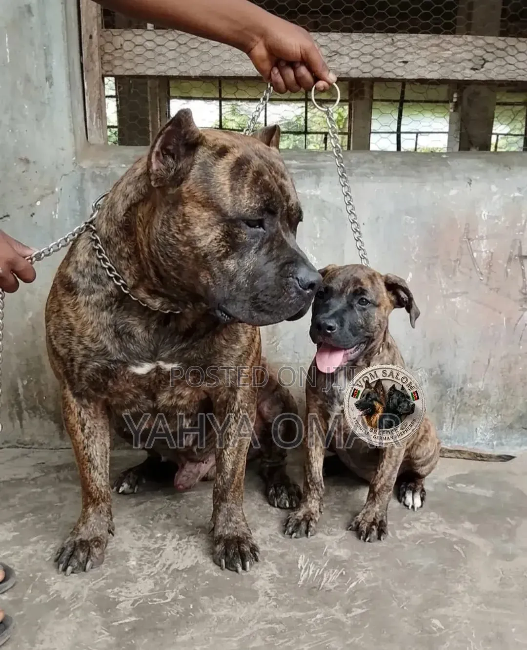 1-3 months Female Purebred American Bully