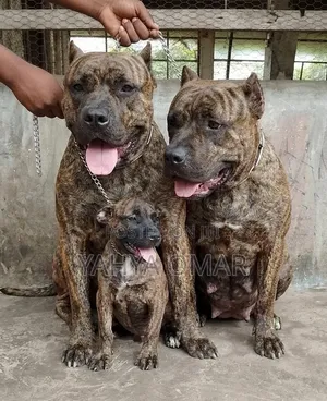 1-3 months Female Purebred American Bully