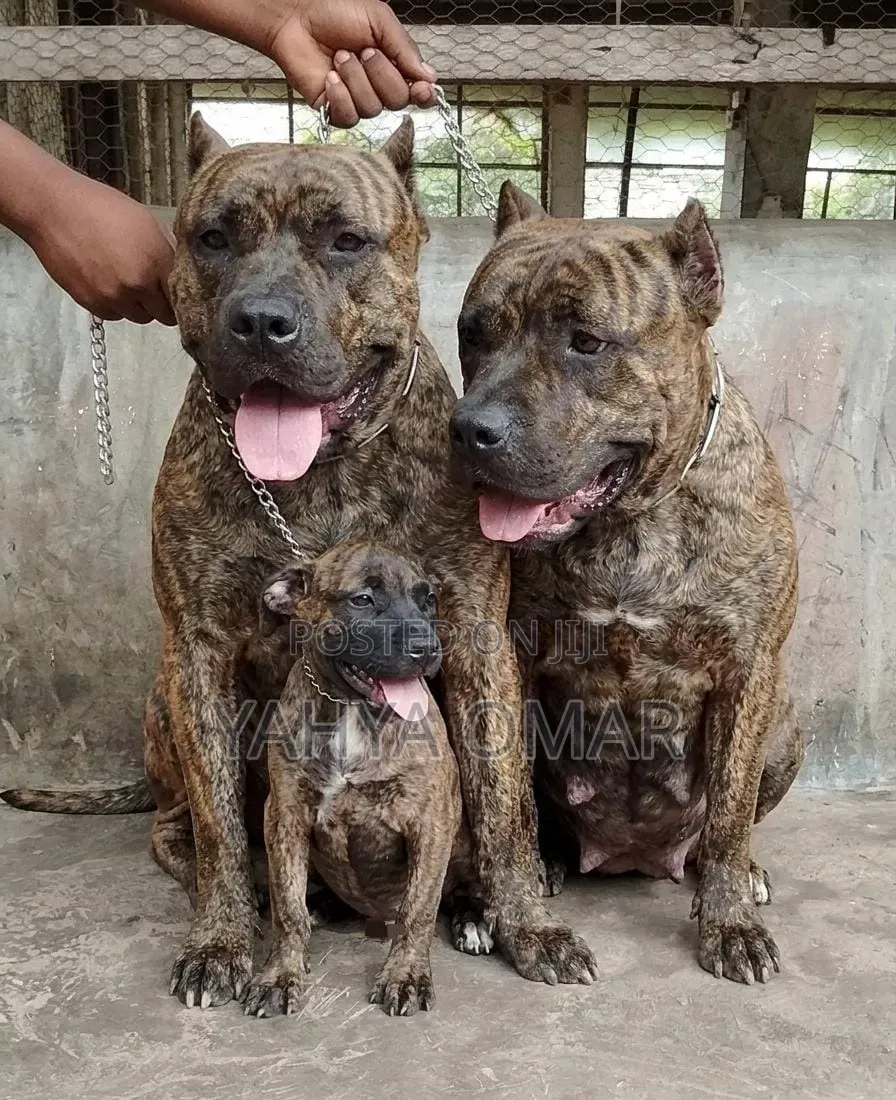 1-3 months Female Purebred American Bully