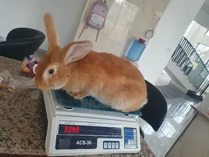 Rabbit Meat