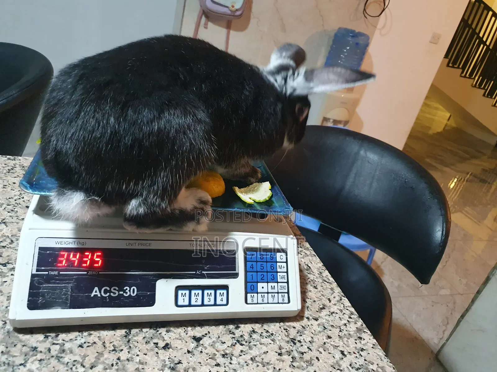 Rabbits Hybrid
