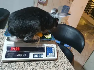 Rabbits Hybrid