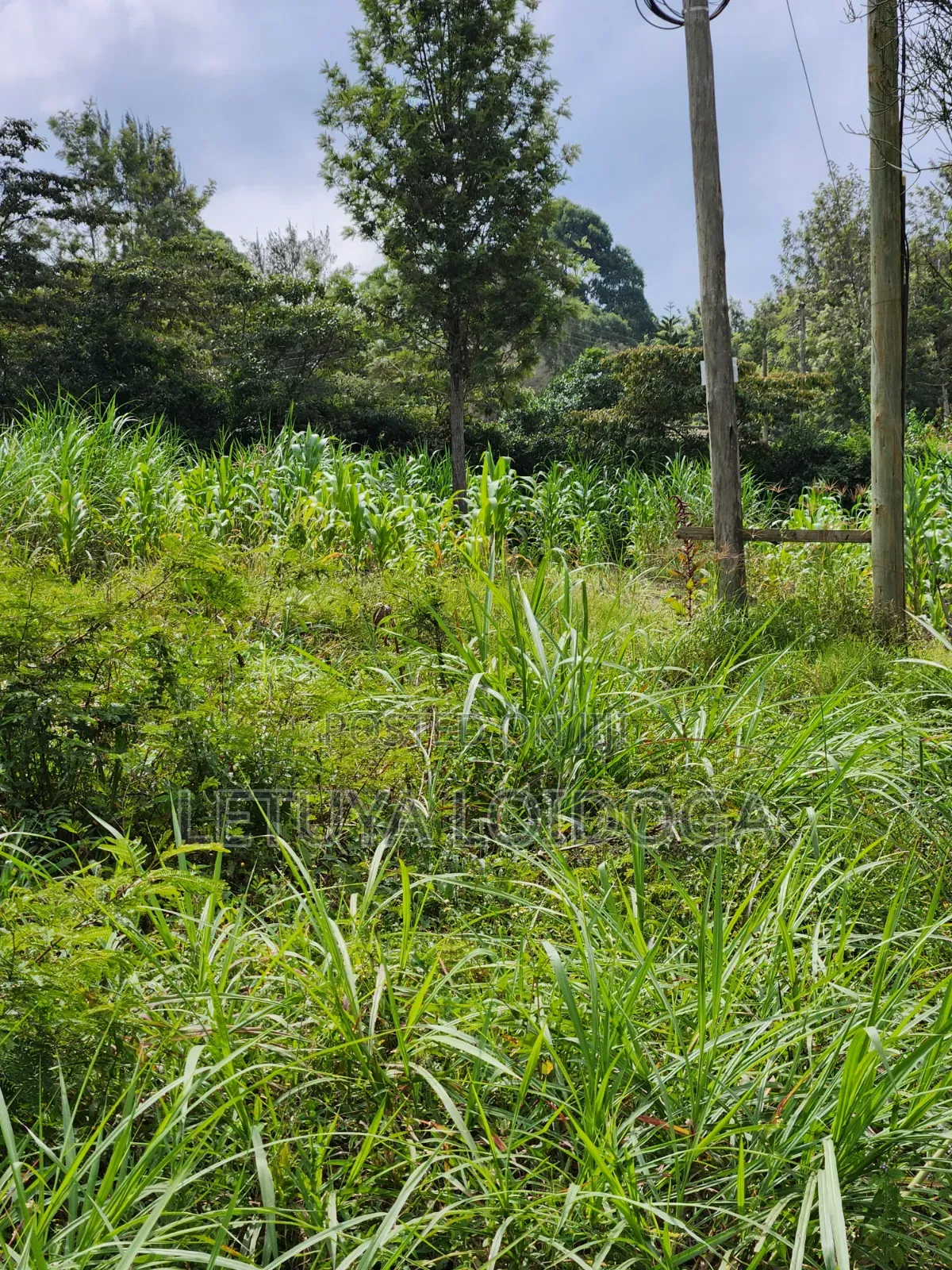1⁄4 Acre Ngong-Memusi
