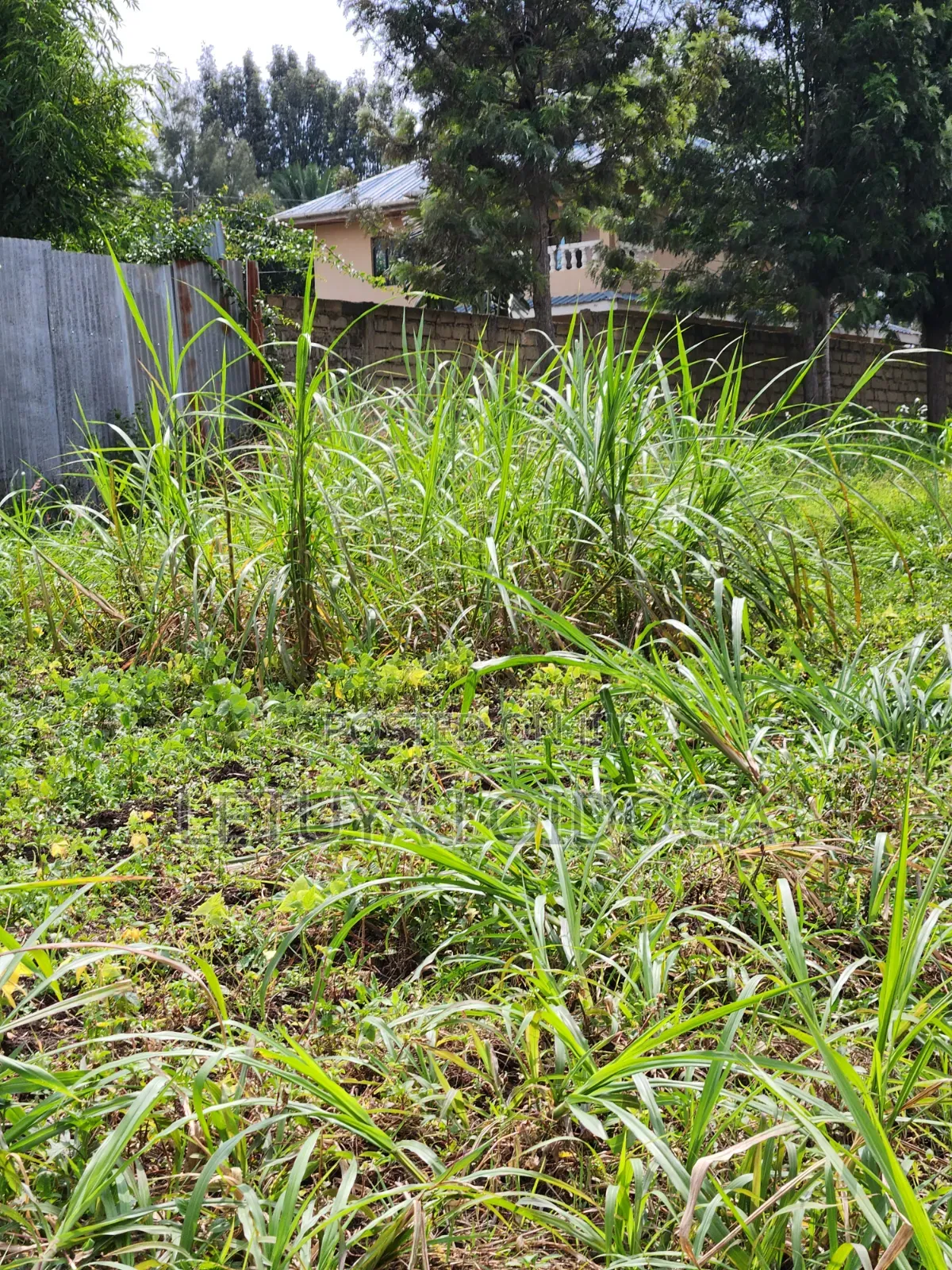 1⁄4 Acre Ngong-Memusi