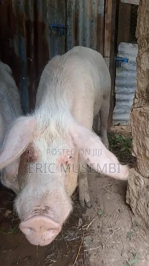Mature Pig Ready for Sale