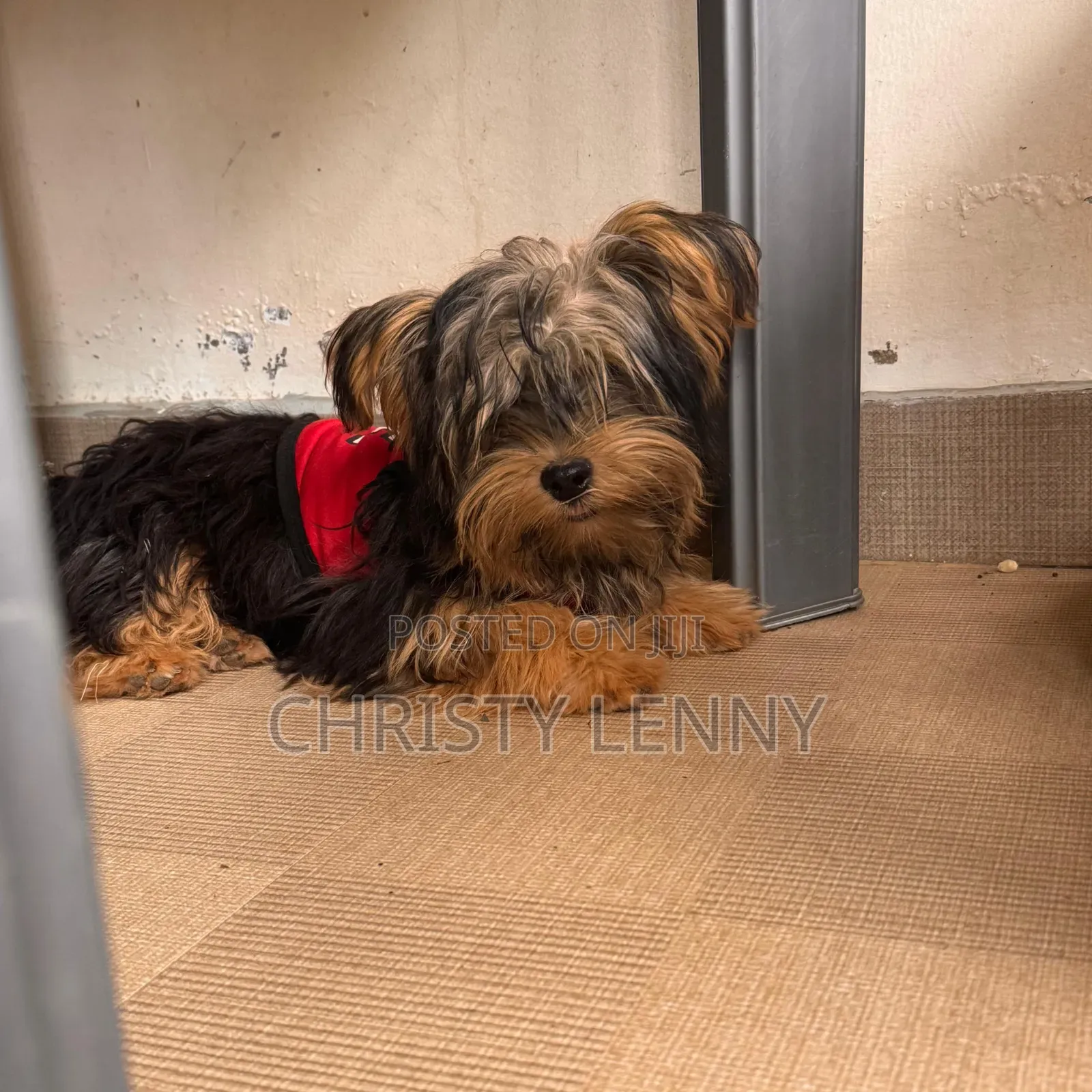 1-3 months Male Purebred Yorkshire Terrier