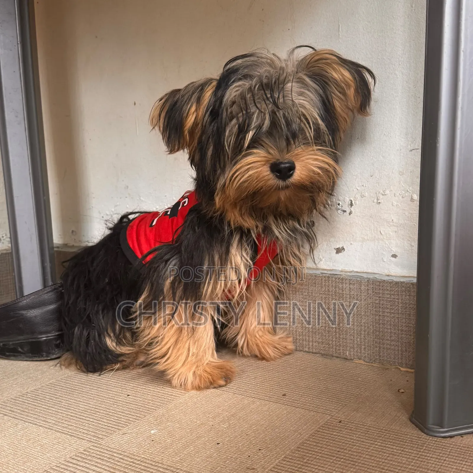 1-3 months Male Purebred Yorkshire Terrier