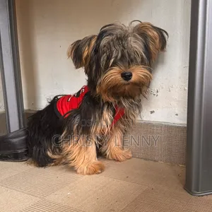 1-3 months Male Purebred Yorkshire Terrier