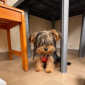 1-3 months Male Purebred Yorkshire Terrier