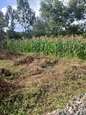Prime One-Eighth. Acre Plot for Sale-Kerarapon Drive.