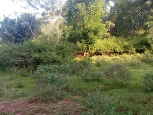 6acres Miotoni Karen