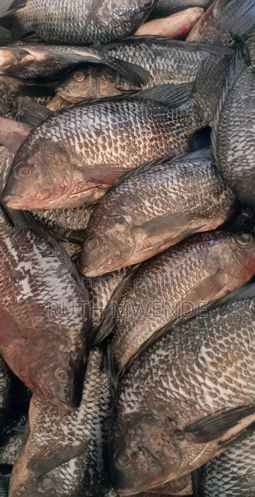 Fresh Fish/ Deep Fried From Lake