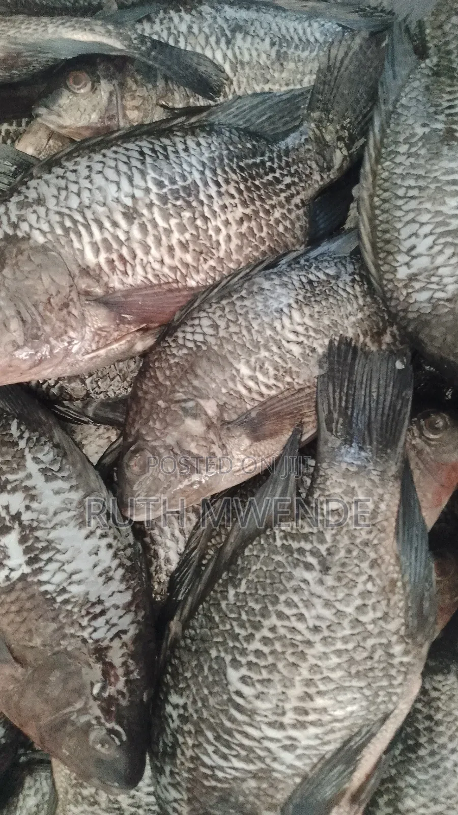 Fresh Fish/ Deep Fried From Lake
