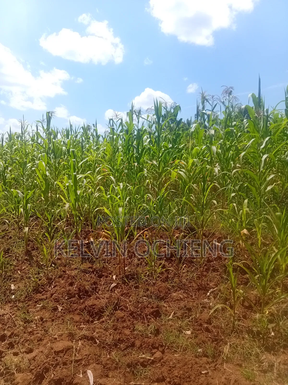 1 Acre Land on Sale Kitale at 4m