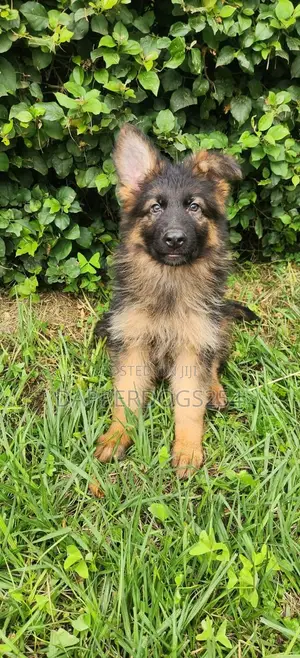 1-3 months Male Purebred German Shepherd