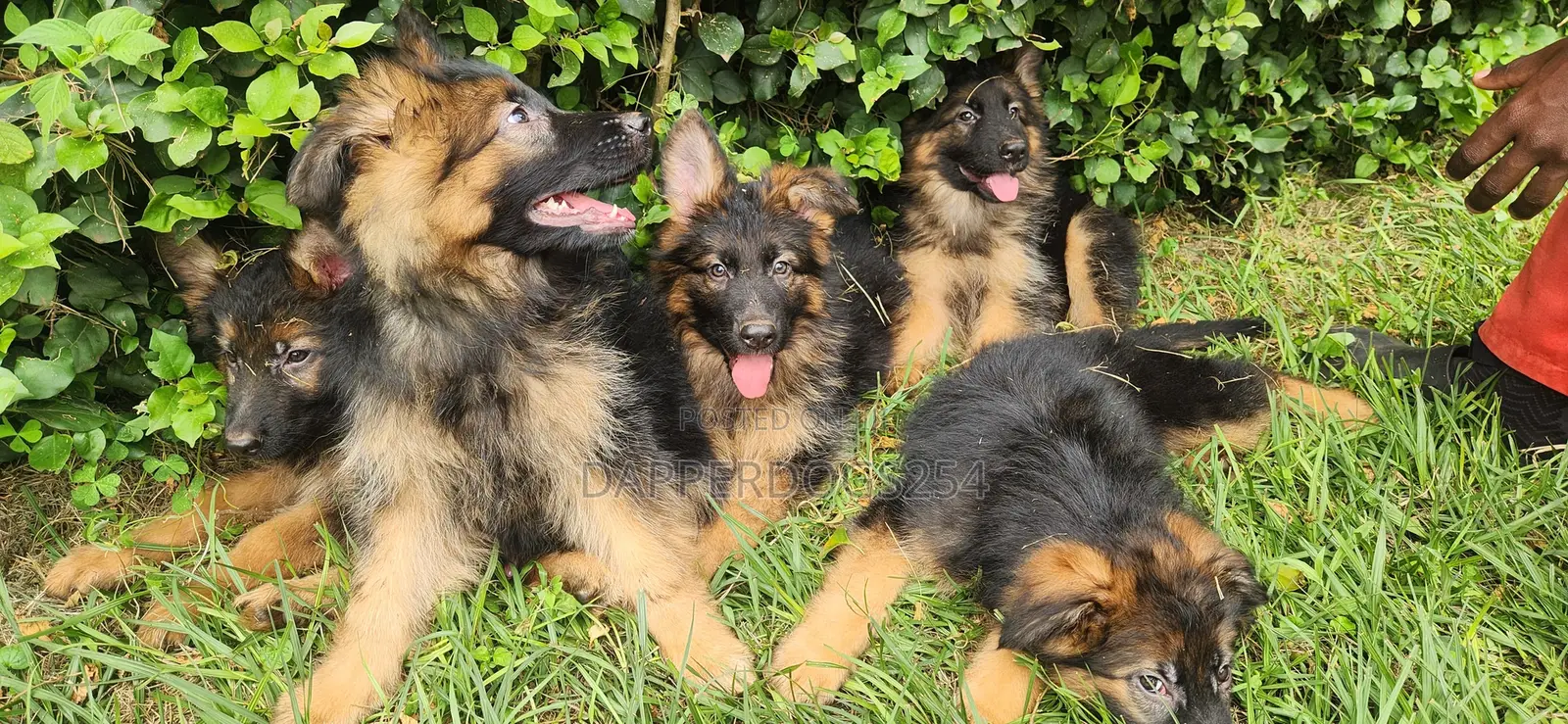 1-3 months Male Purebred German Shepherd