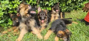 1-3 months Male Purebred German Shepherd