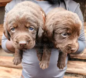 1-3 months Male Purebred Labrador Retriever