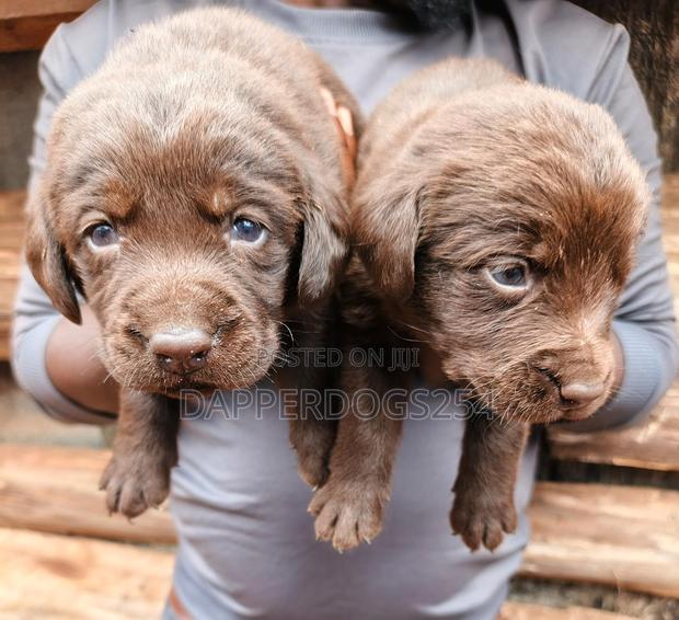 1-3 months Male Purebred Labrador Retriever
