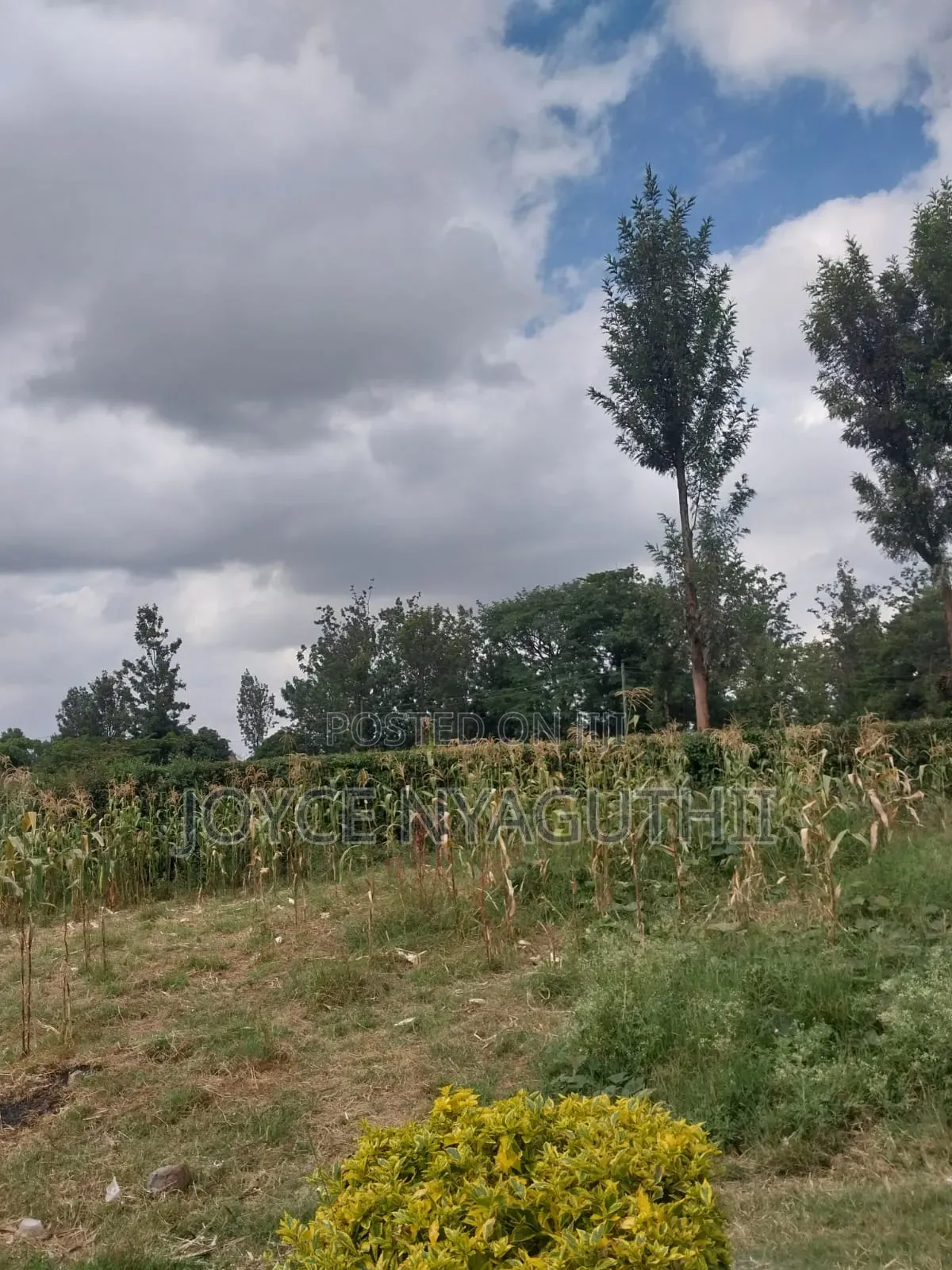 Prime Plot for Sale! 
50x100 | Gwa Kairu Rd Murera
