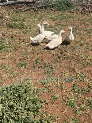 Jumbo Mature Pekin Ducks