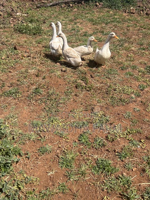 Jumbo Mature Pekin Ducks - thumbnail 2