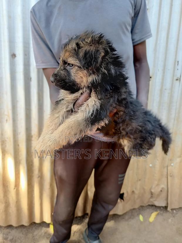 1-3 months Female Purebred German Shepherd