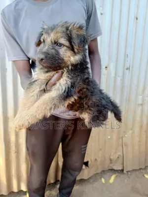 1-3 months Female Purebred German Shepherd