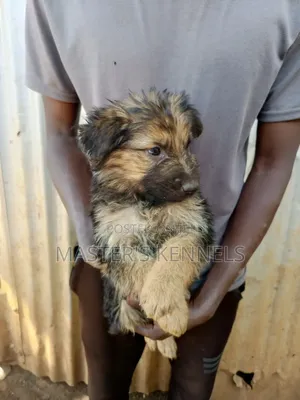 1-3 months Female Purebred German Shepherd