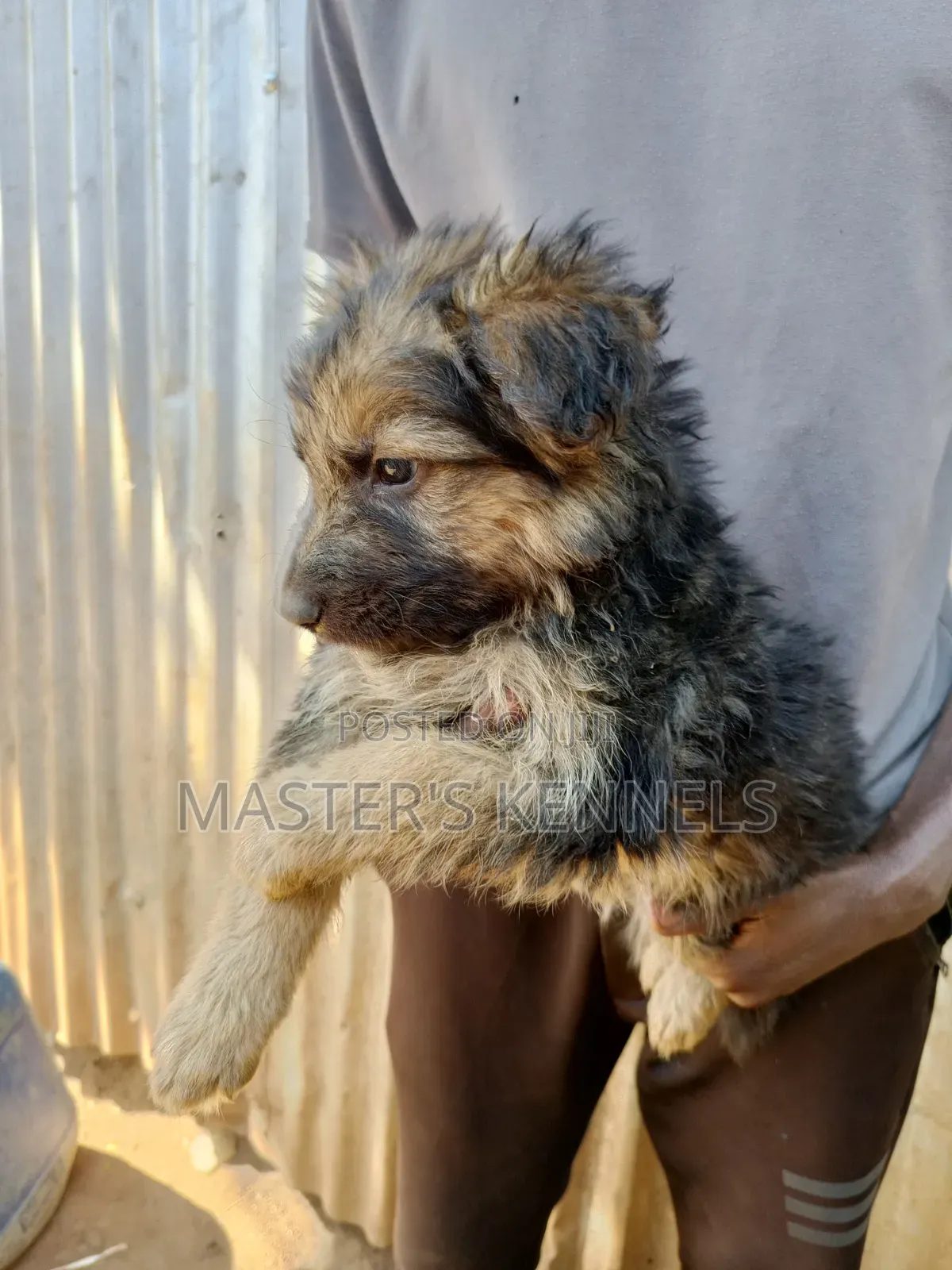 1-3 months Female Purebred German Shepherd